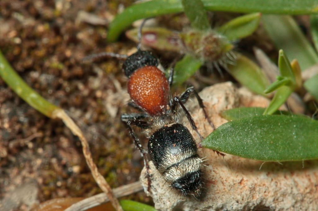 Femmina di Stenomutilla hottentotta